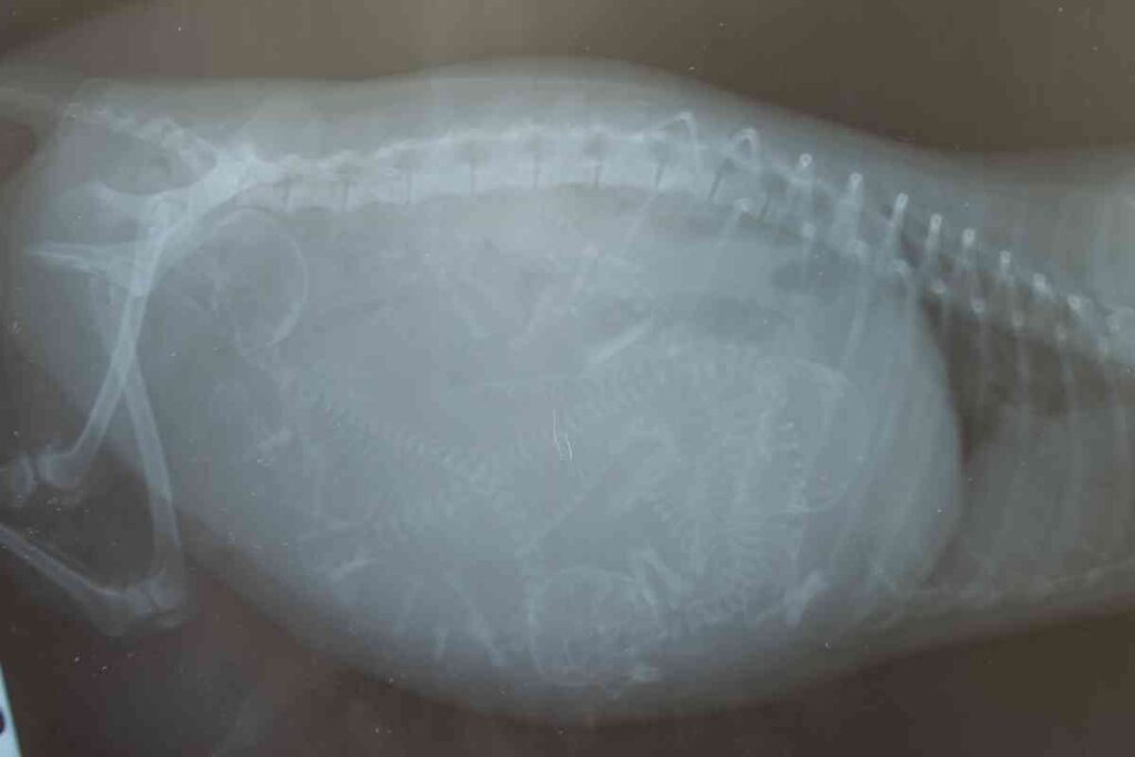 How Long Are Goldendoodles Pregnant? Gestational Period Explained