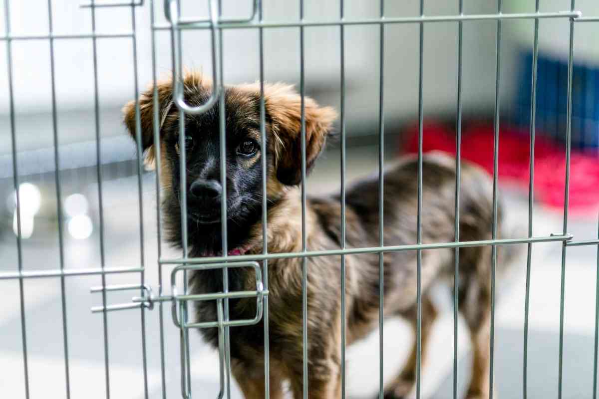 How Long Should You Let A Puppy Cry In The Crate? Goldendoodle Advice