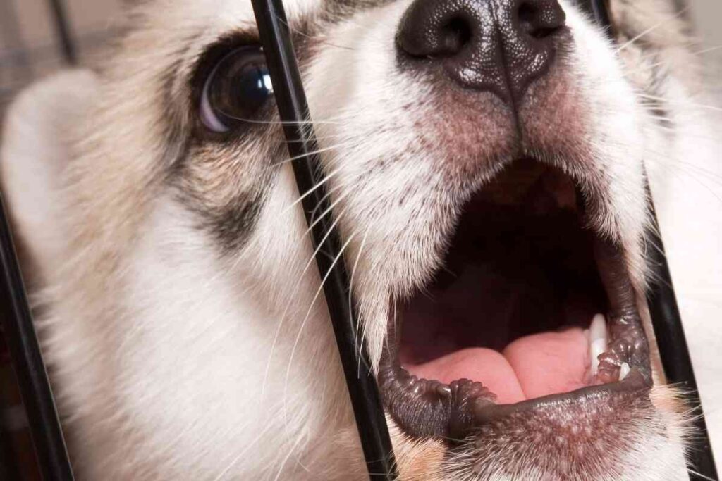 Why You Shouldn’t Bathe Your Puppy As Soon As You Bring Them Home