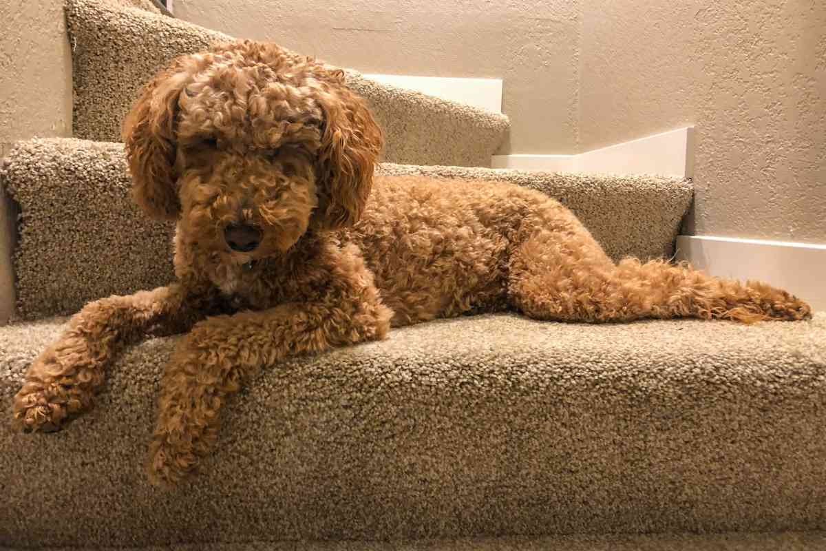How Much Do Australian Labradoodles Cost? Why? 2