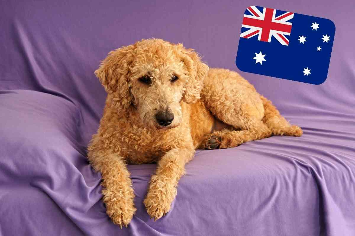 how much do australian labradoodle puppies cost