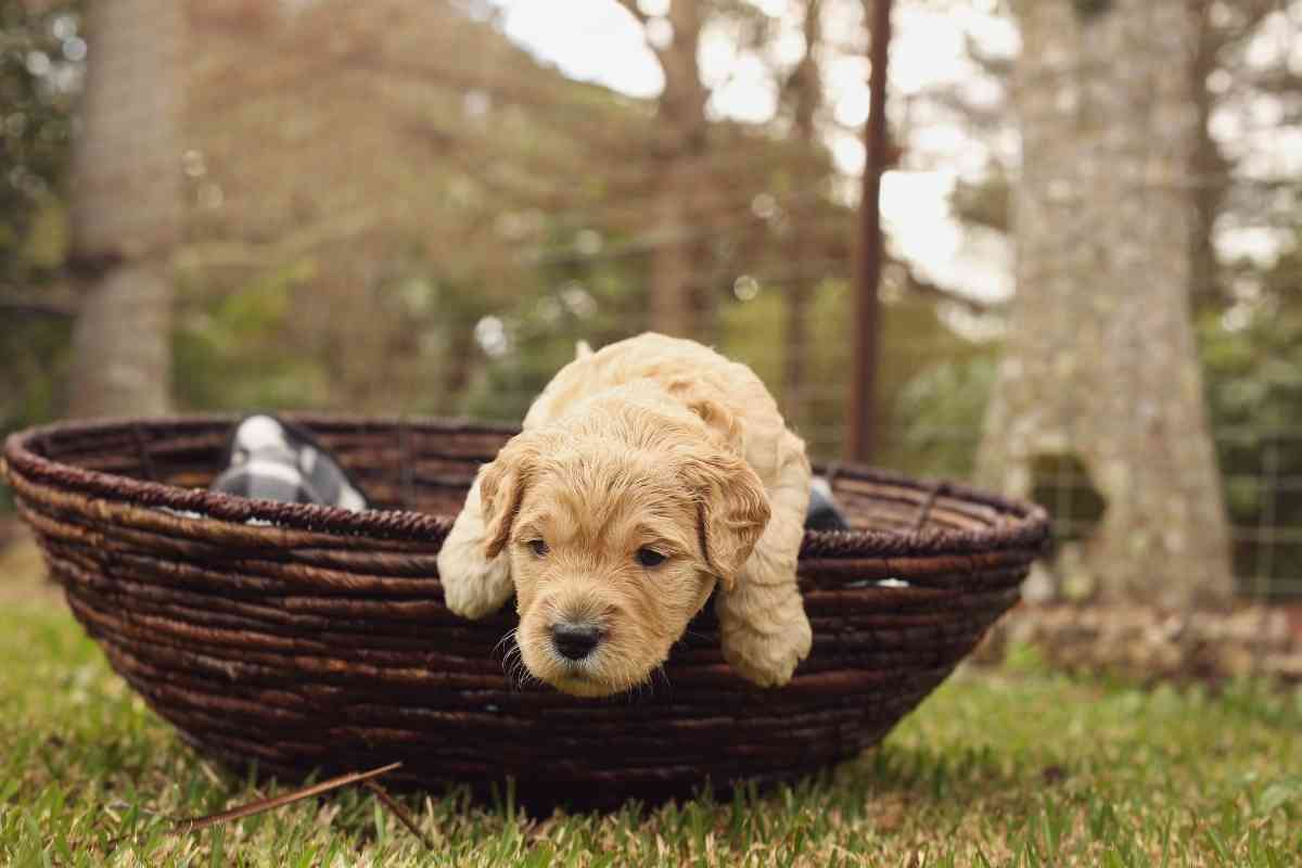 How Much Do Labradoodles Cost? And Why! 2