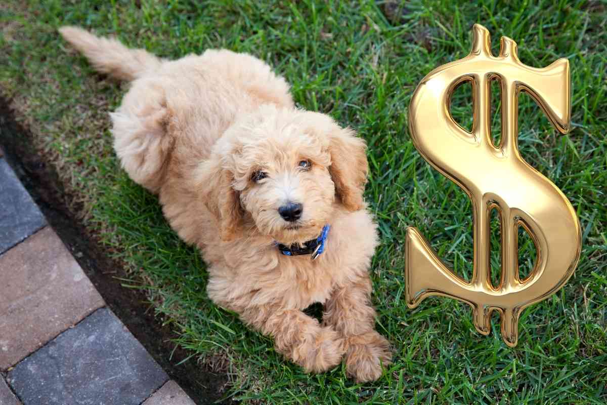 how much does it cost to feed a labradoodle