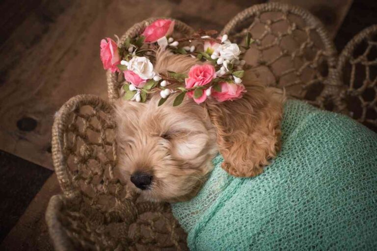 4 Reasons Doodles Are So Expensive And Why They’re Worth It Goldendoodle Advice