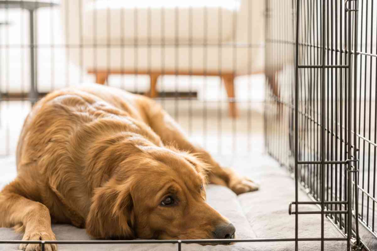 8 Ways To Make A Dog Crate Escape-Proof! - Goldendoodle Advice