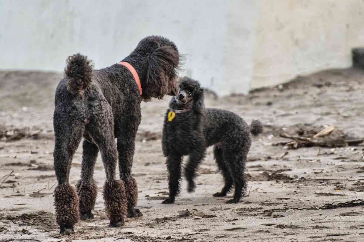 What Are The Different Sizes Of Goldendoodles? Answered! 1