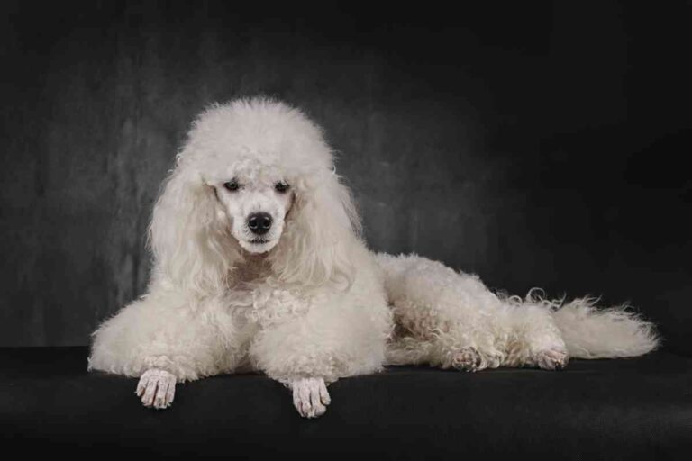 What Does A Poodle Look Like Without A Haircut?