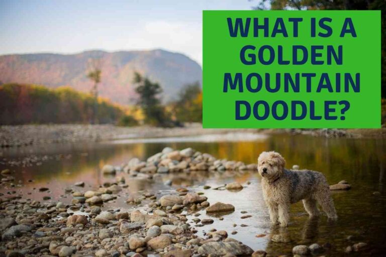 What Is A Golden Mountain Doodle? A Complete Guide