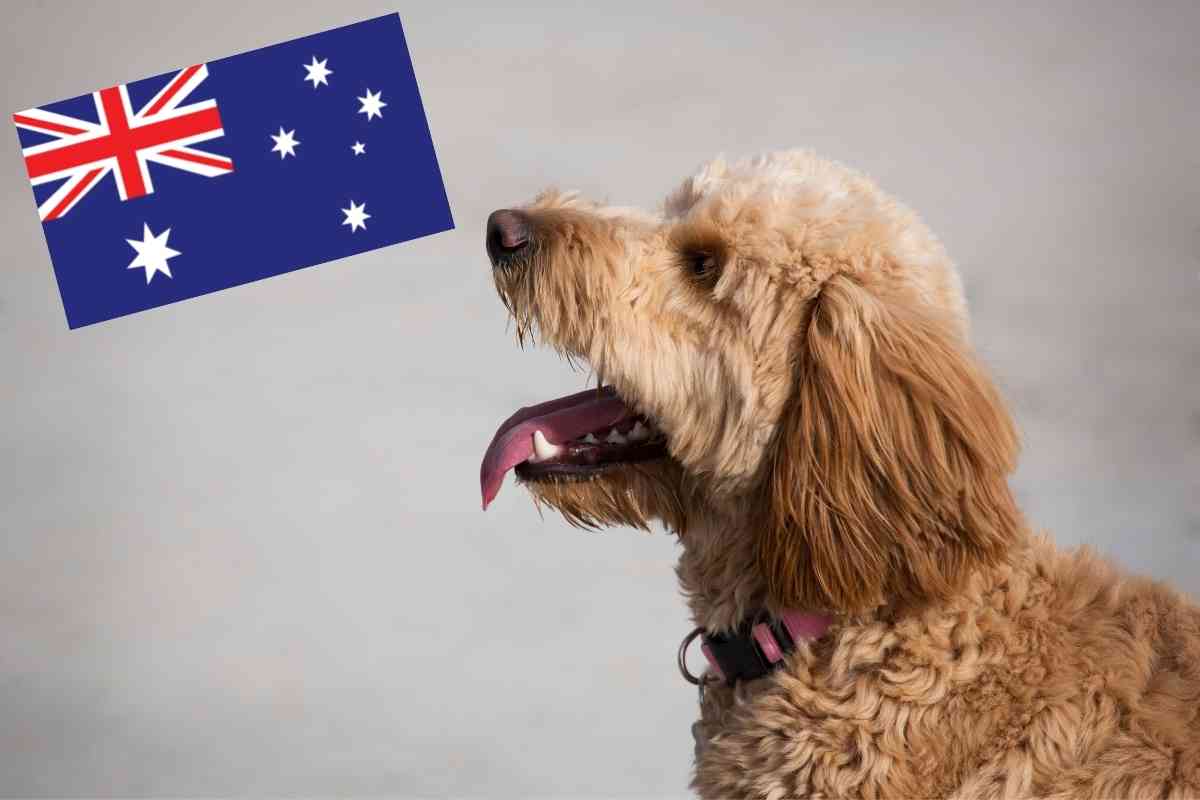 What Is An Australian Goldendoodle? Crikey! 1