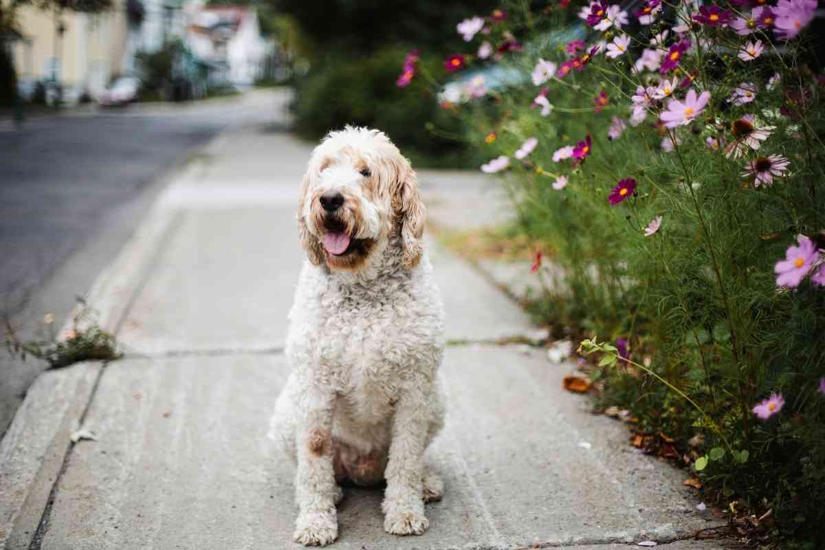 What Is The Average Lifespan Of A Goldendoodle? 2