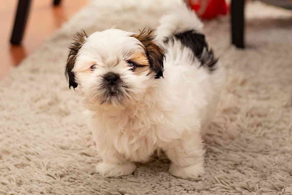 What Is The Smallest Hypoallergenic Dog? Pick The Best! 1