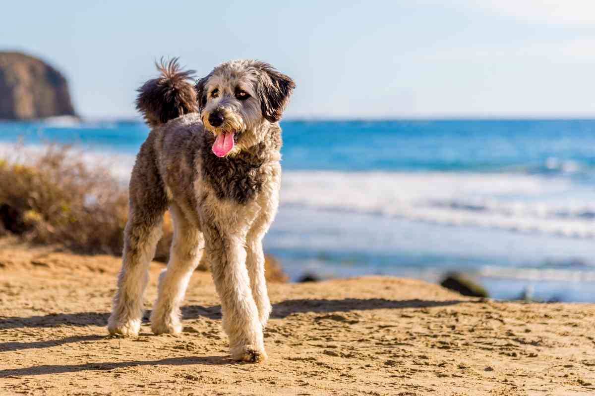 7 Reasons Why Aussidoodles Are So Expensive 1