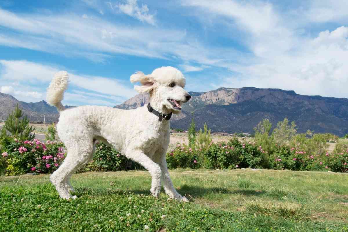 What Is The Biggest Hypoallergenic Dog? The 4 Best! 2