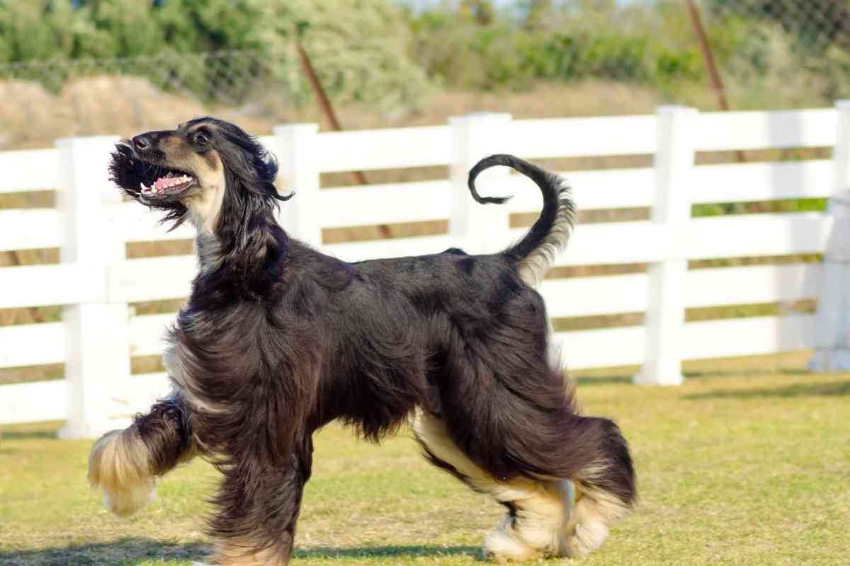 What Is The Biggest Hypoallergenic Dog? The 4 Best! 1