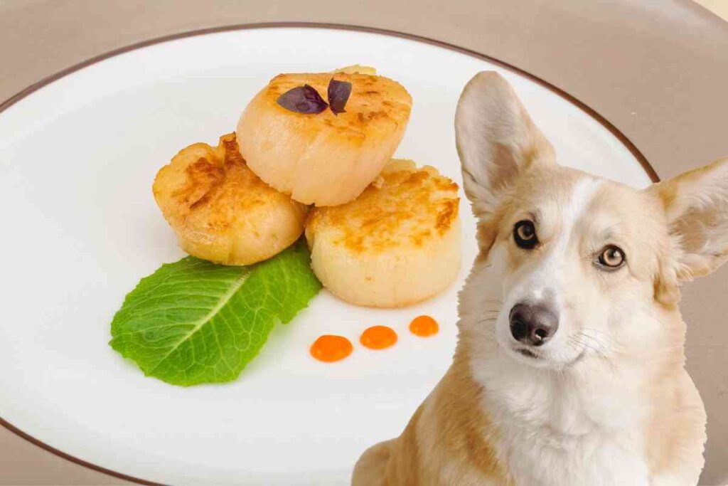 Can Dogs Eat Scallops? 5 Risks And How To Avoid Disaster - Goldendoodle Advice