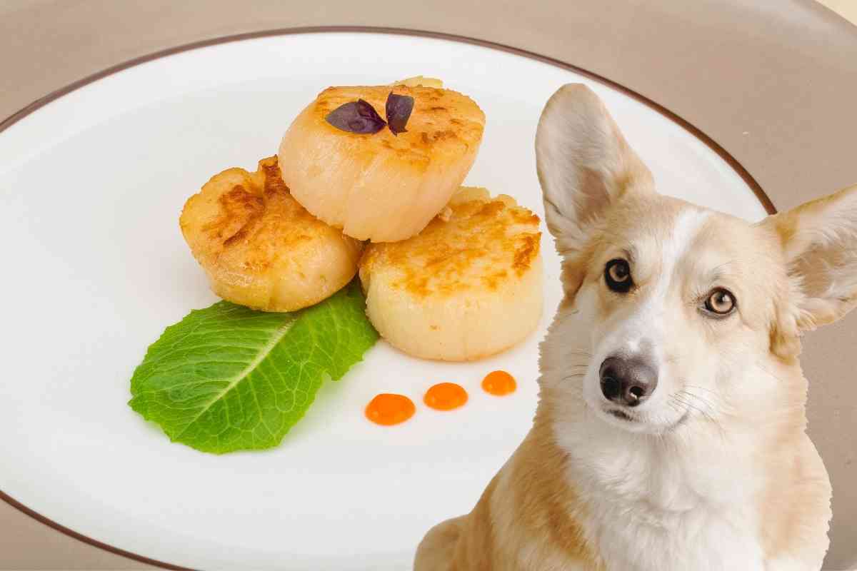 Can Dogs Eat Scallops? 5 Risks And How To Avoid Disaster 1
