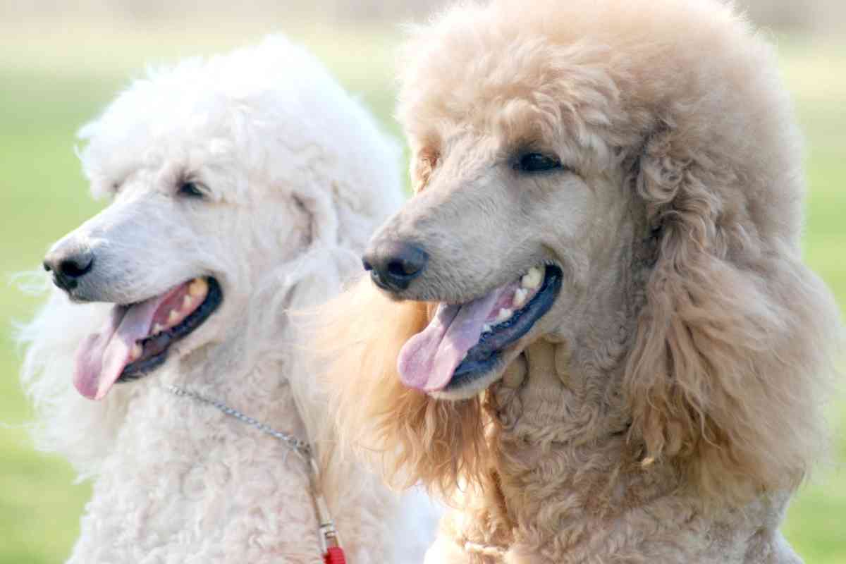Can Poodles Have Straight Hair? Why? 2