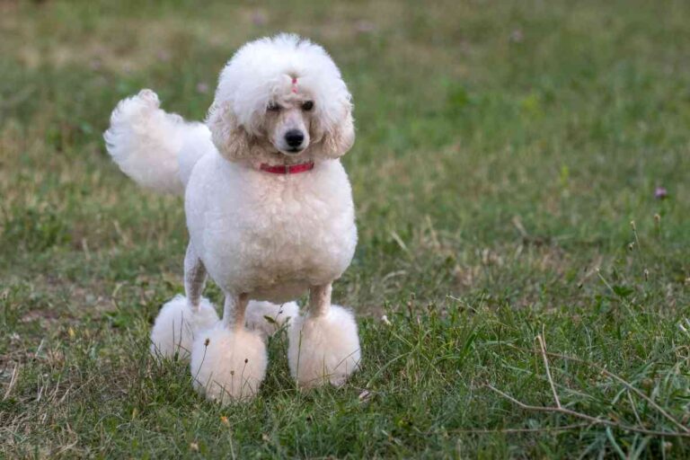 Can Poodles Have Straight Hair? Why?