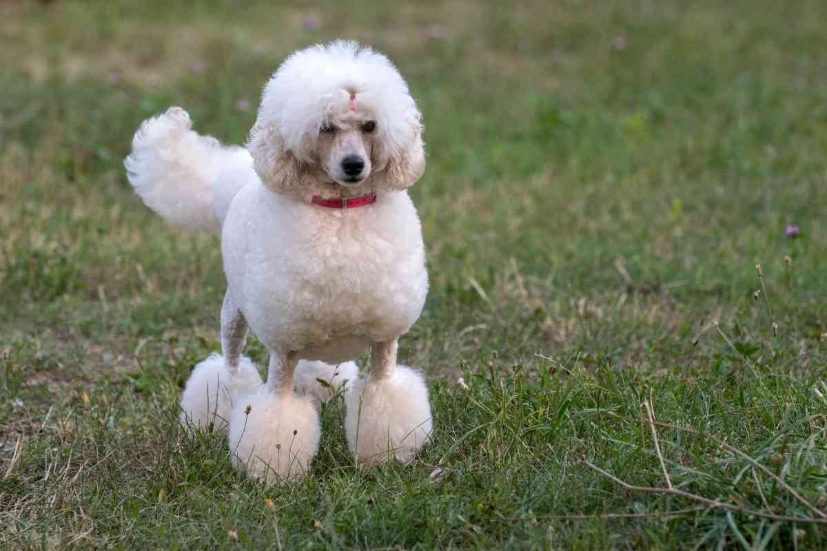 Can Poodles Have Straight Hair? Why? - Goldendoodle Advice