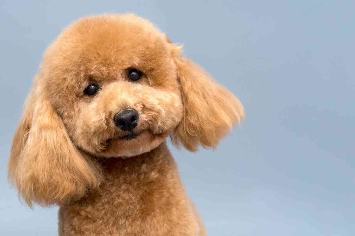 Can You Be Allergic To Poodles? 4 Common Poodle Allergens 1