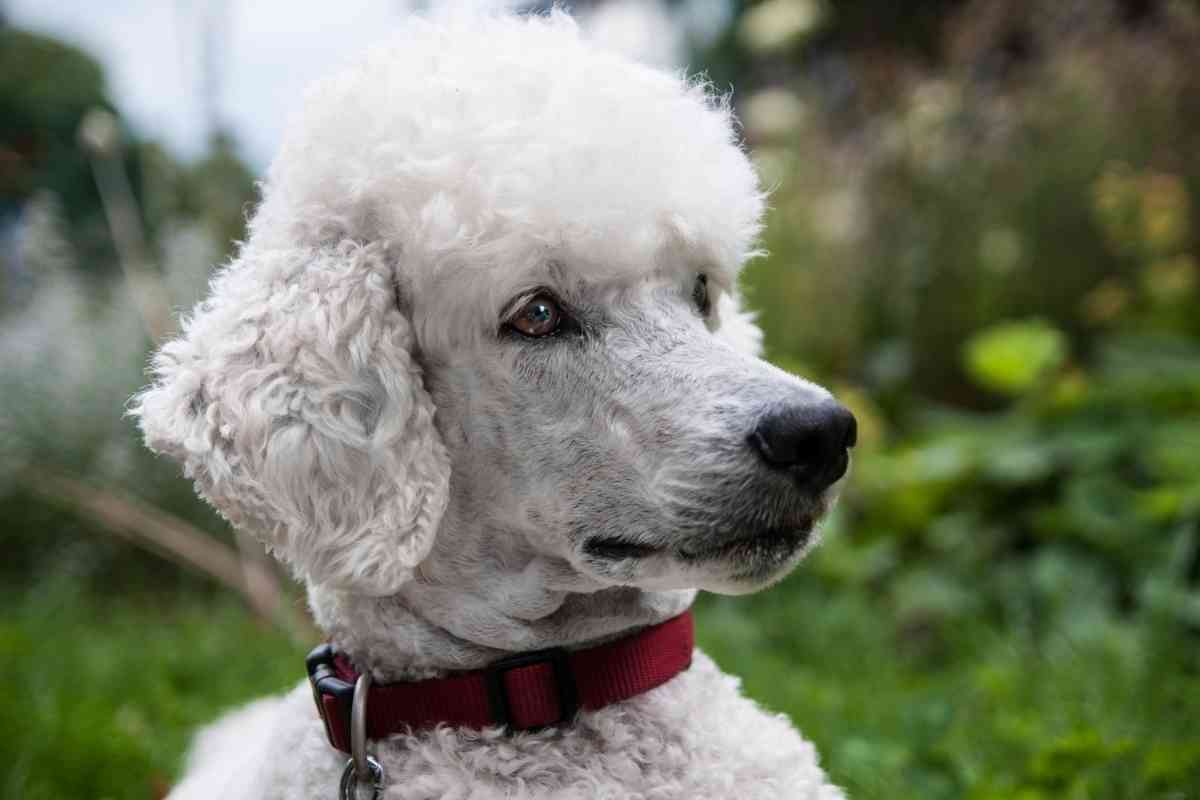 Can You Be Allergic To Poodles? 4 Common Poodle Allergens 2