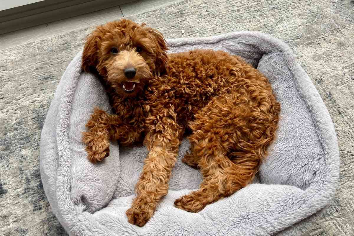 7 Differences Between The English And The American Goldendoodle 2