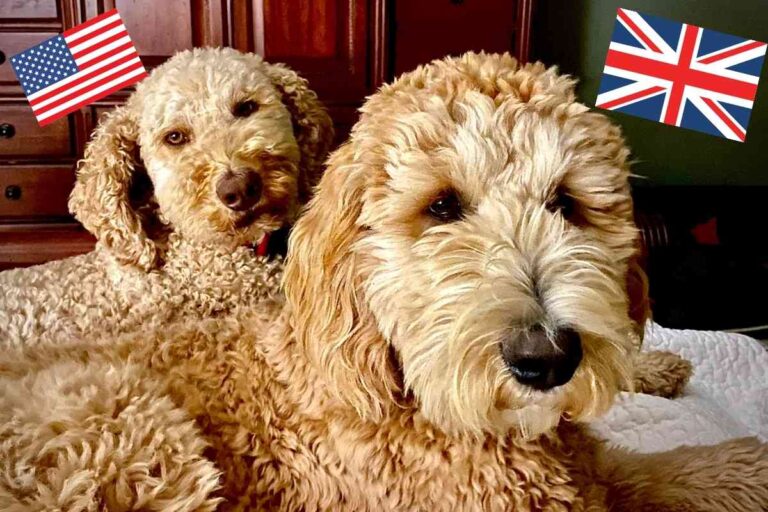 7 Differences Between The English And The American Goldendoodle
