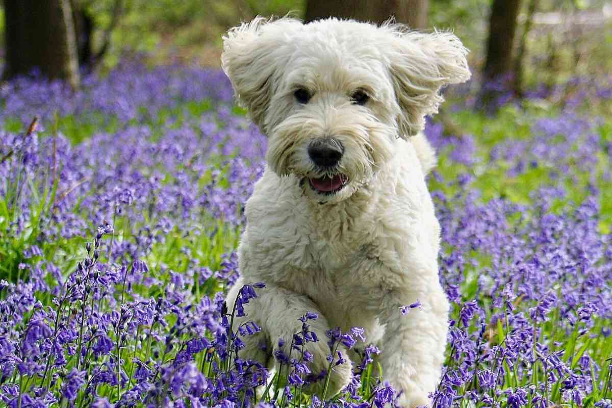 How Long Does It Take To Groom A Goldendoodle? 3 Time Sinks 2