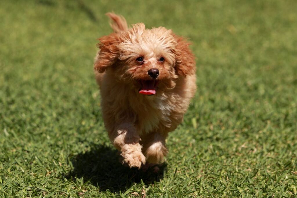 How Much Does A Cavoodle Cost And Are They Worth It? Goldendoodle Advice