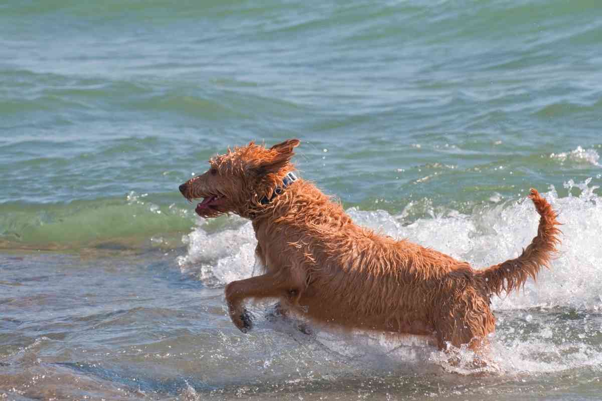 How Much Exercise Does A Labradoodle Need? 3 Major Factors 2