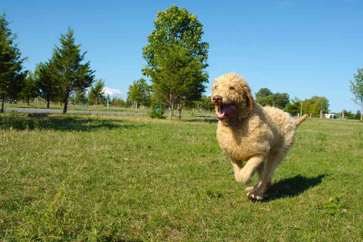 How Much Exercise Does A Labradoodle Need? 3 Major Factors 1