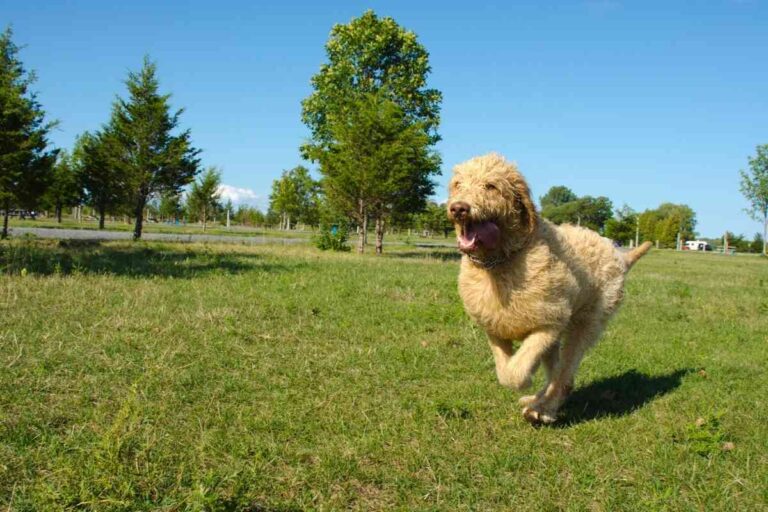 How Much Exercise Does A Labradoodle Need? 3 Major Factors
