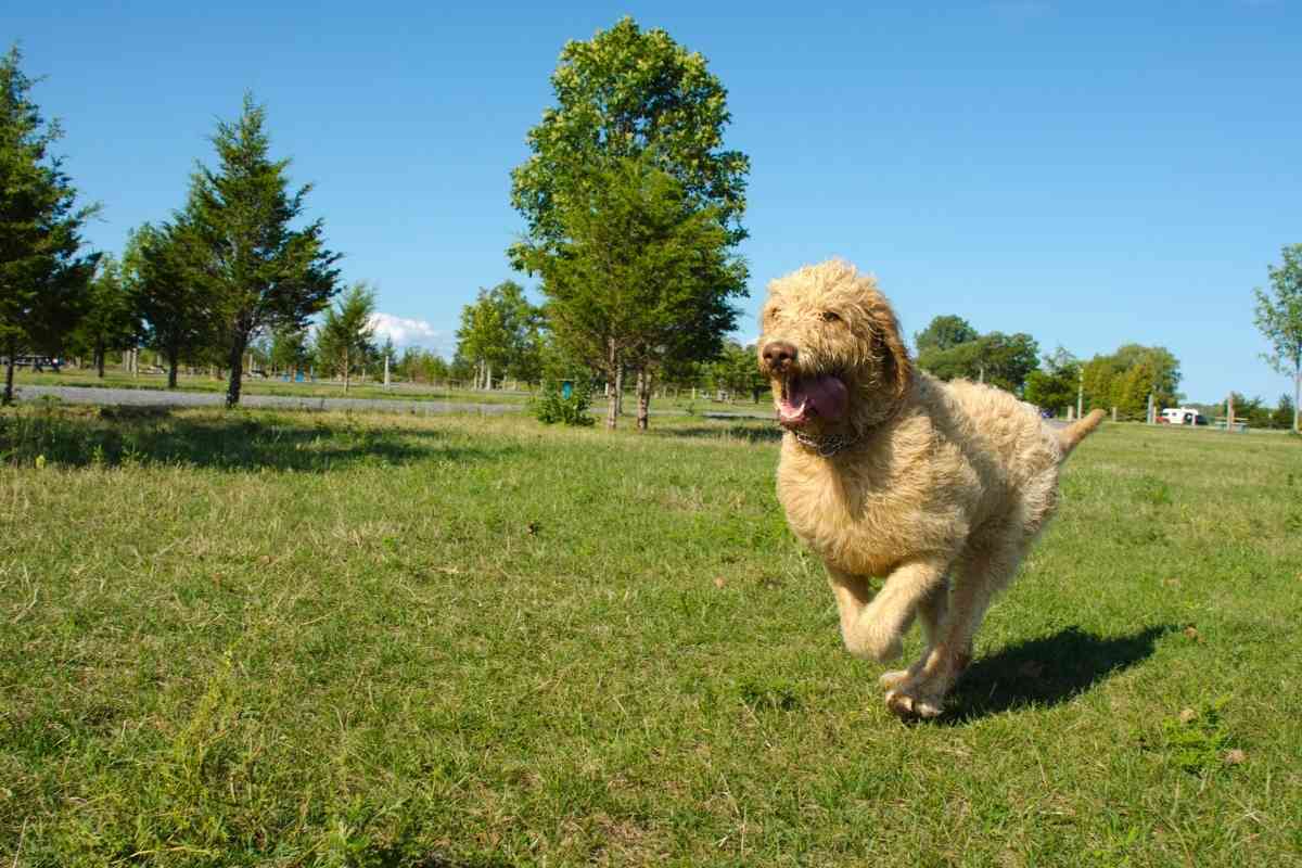 at what age does a labradoodle puppy stop growing