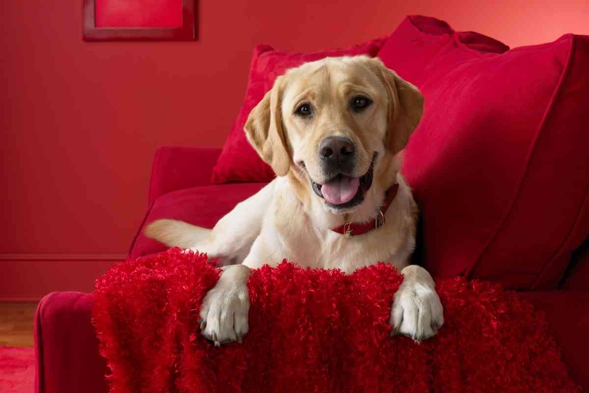 7 Reasons Your Dog Buries His Head In The Couch 1