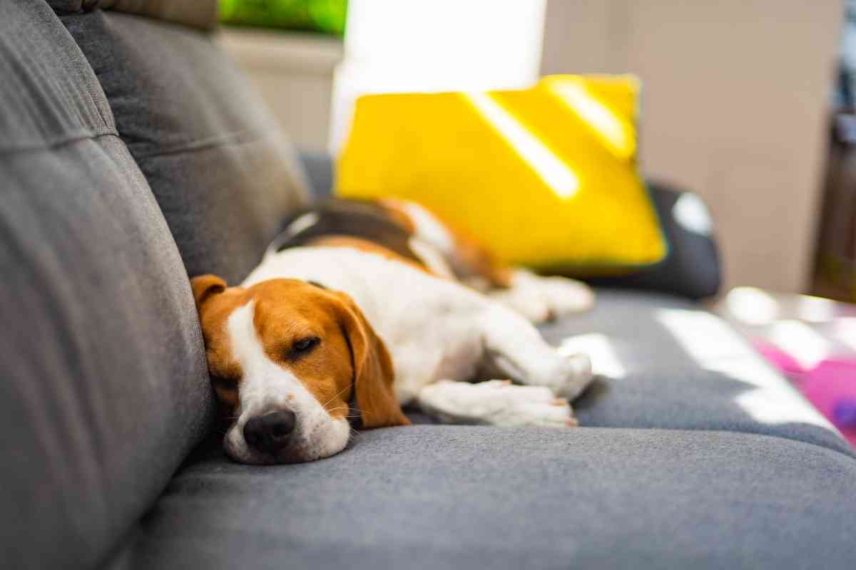 7 Reasons Your Dog Buries His Head In The Couch 2