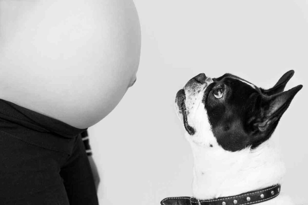 6 Reasons Your Dog Dogs Licks Belly Buttons Goldendoodle Advice