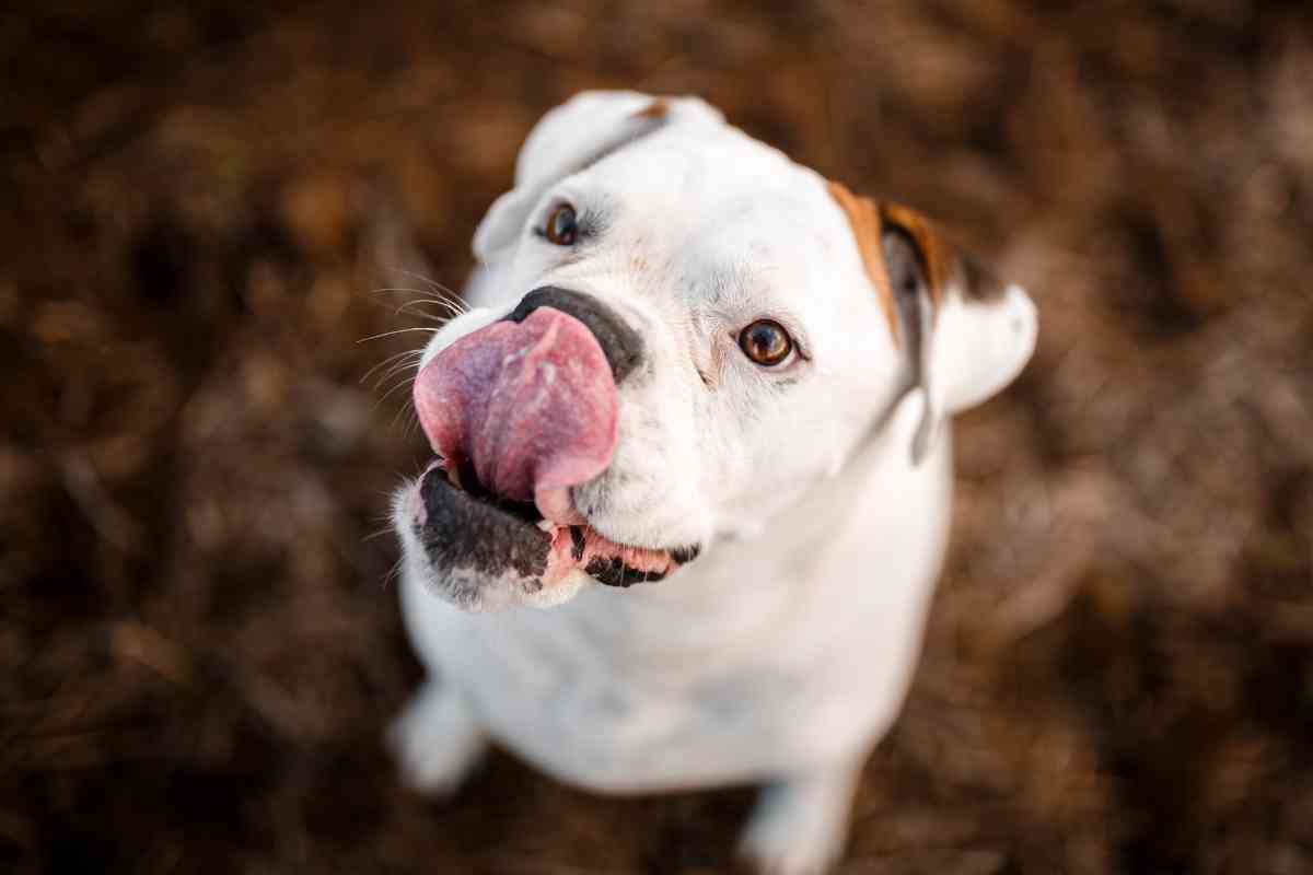 6 Reasons Your Dog Keeps Licking Your Stomach 2