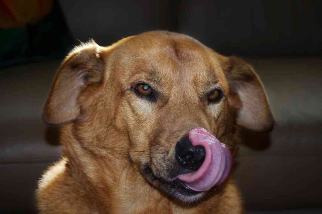 Why Your Goldendoodle Keeps Throwing Up and What to Do Goldendoodle