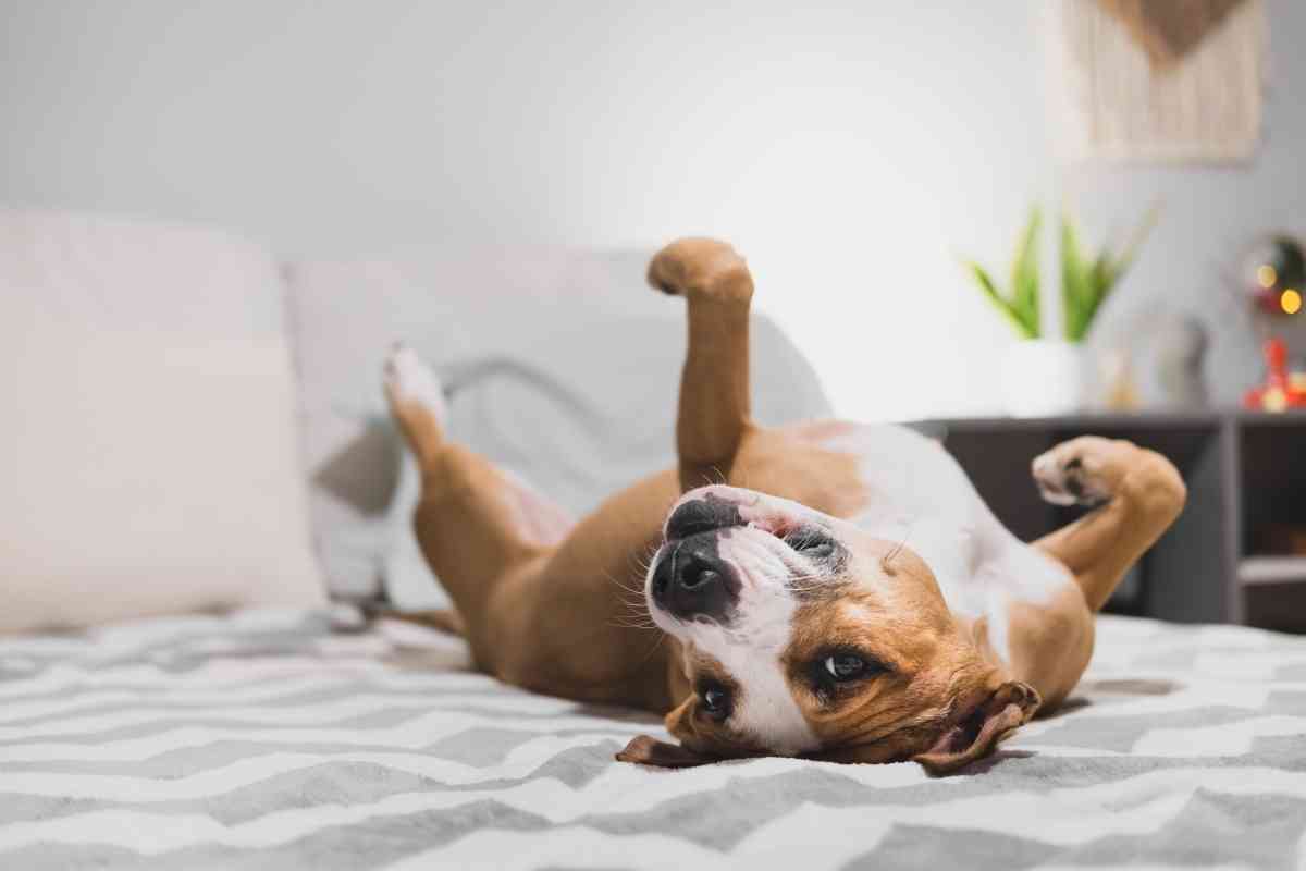 7 Reasons Your Dog Scratches At Your Bed Sheets 2