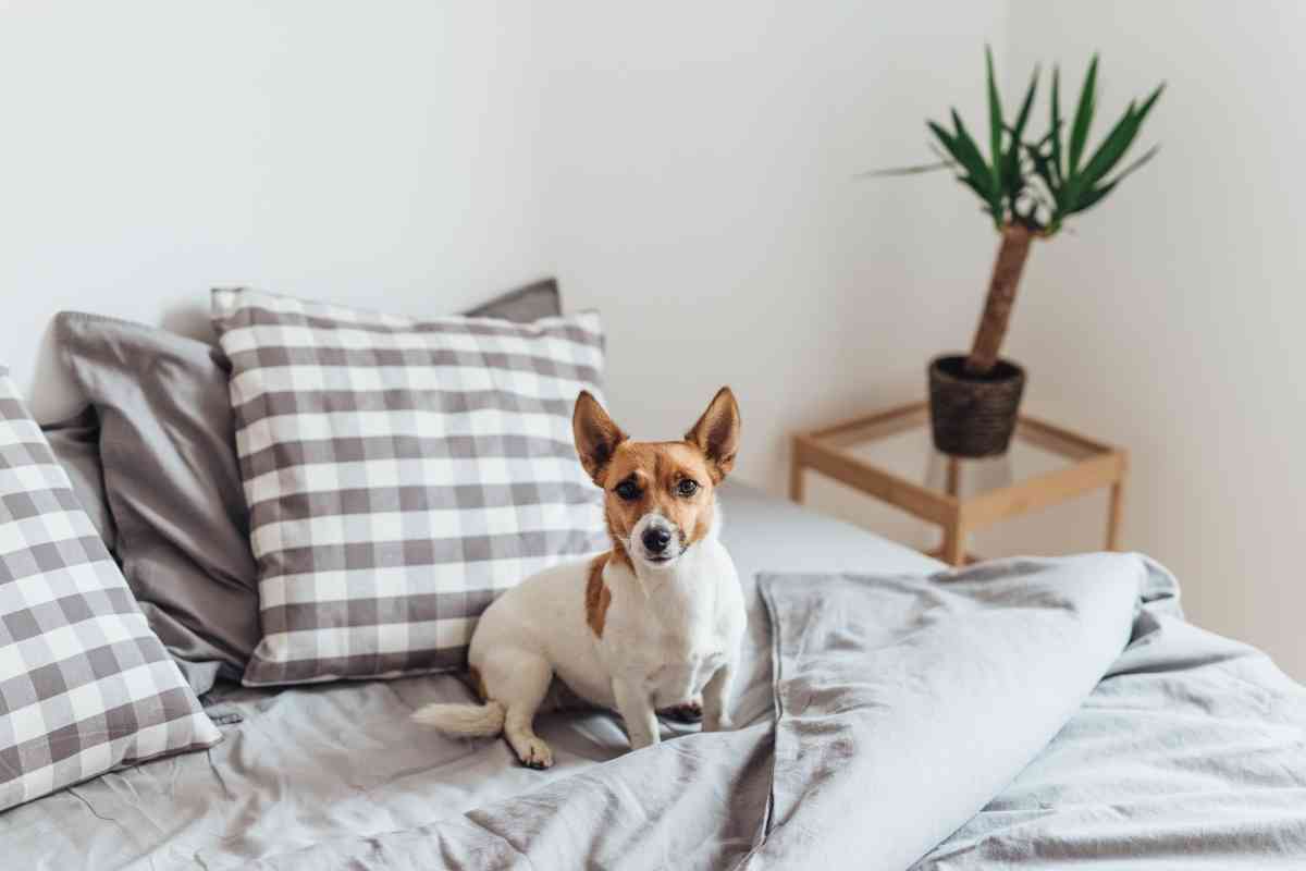 7 Reasons Your Dog Scratches At Your Bed Sheets 1