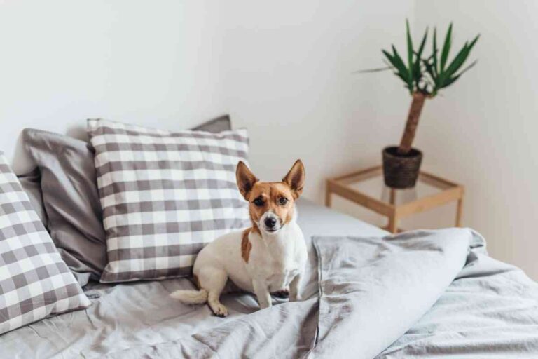 7 Reasons Your Dog Scratches At Your Bed Sheets