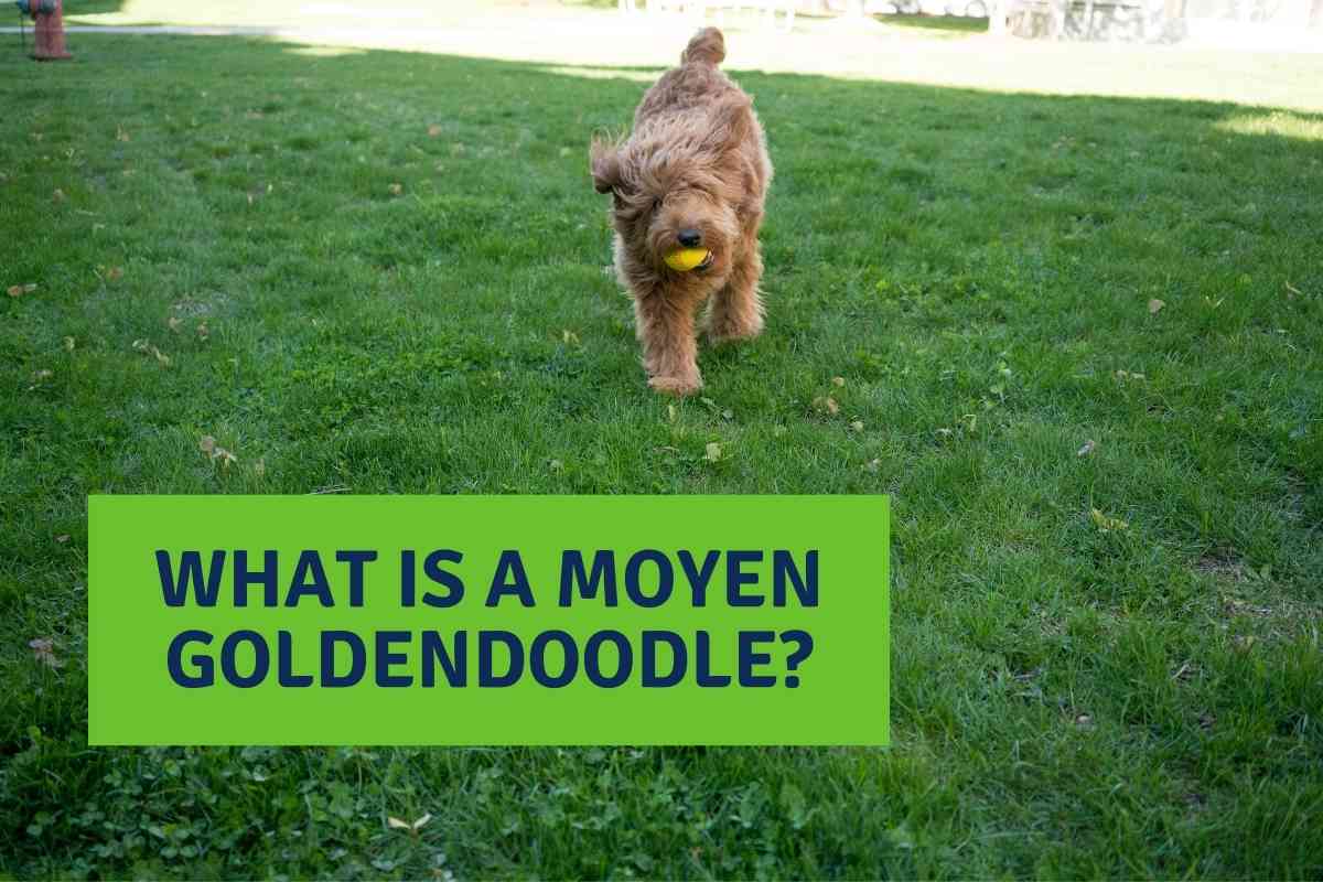 The Ultimate Guide To Moyen Goldendoodles 1