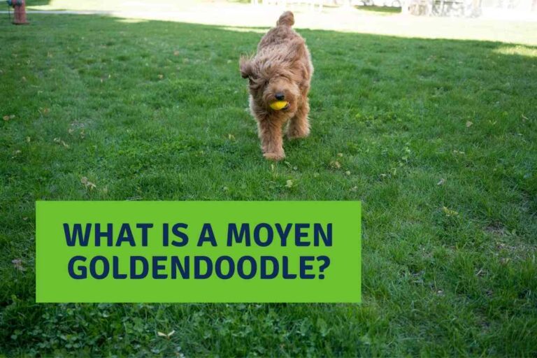 The Ultimate Guide To Moyen Goldendoodles