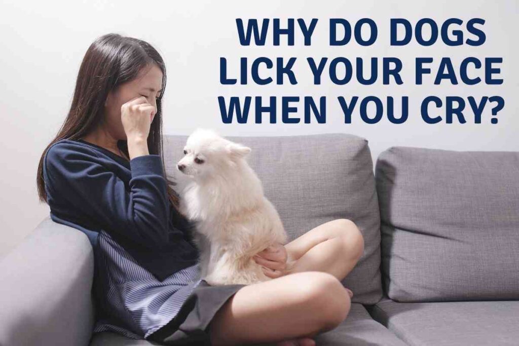 Why Do Dogs Lick Your Face When You Cry? Are The Empaths?! Goldendoodle Advice