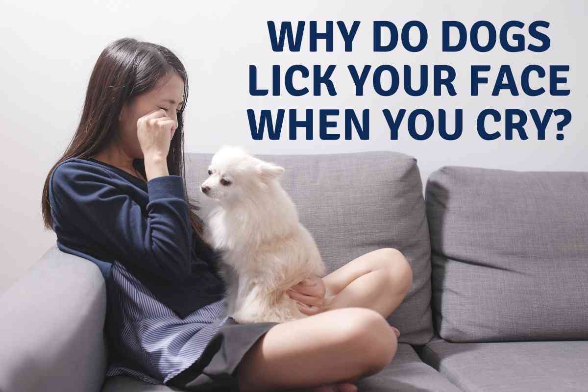 Why Do Dogs Lick Your Face When You Cry? Are The Empaths?! 1