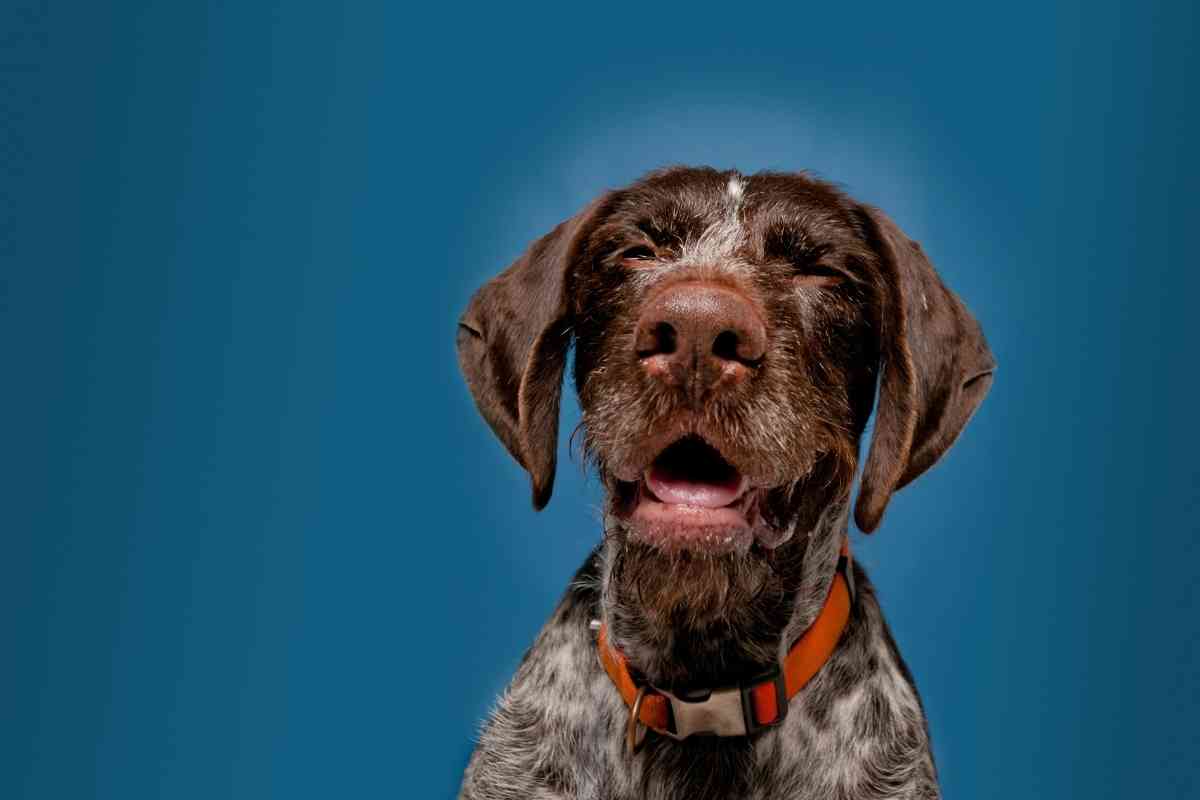 5 Reasons Why Your Dog Keeps Blowing Air Out Of His Nose 2