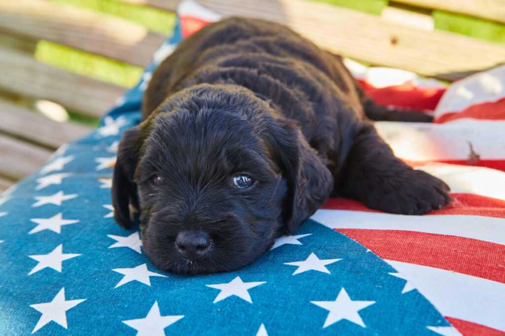 Are Black Goldendoodles Rare? 1