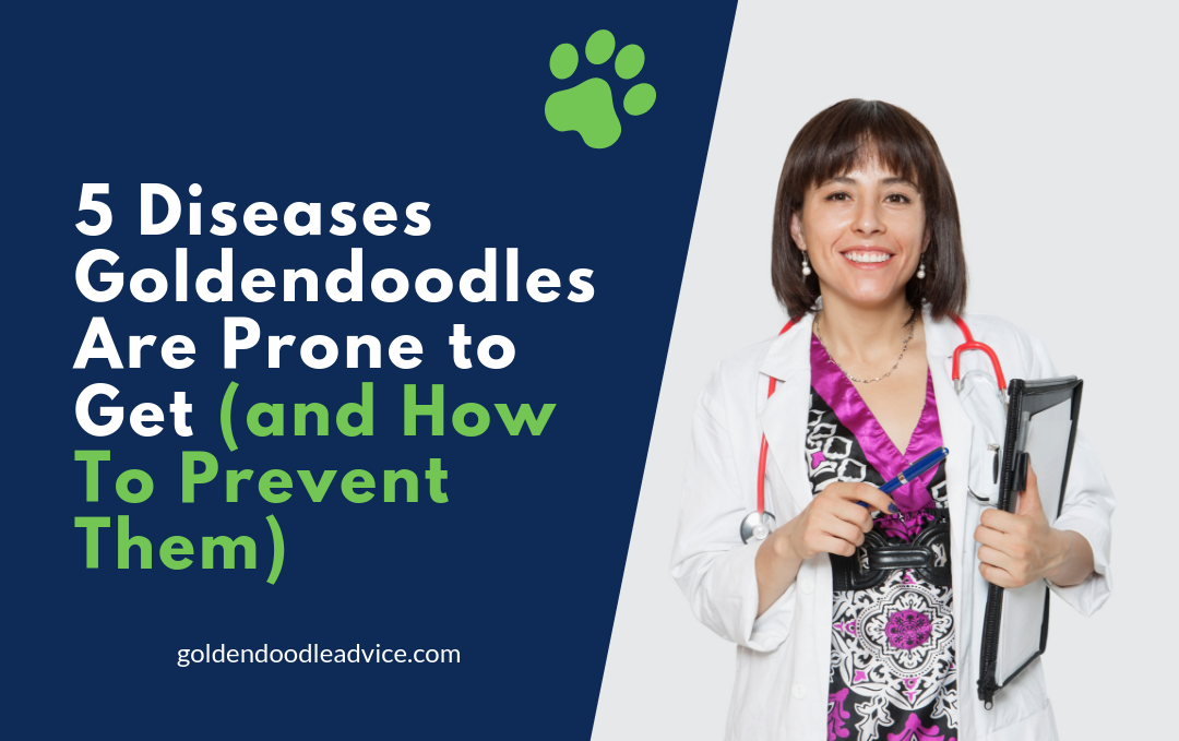 Goldendoodle Health Issues: What Do Most Goldendoodles Die From? 1