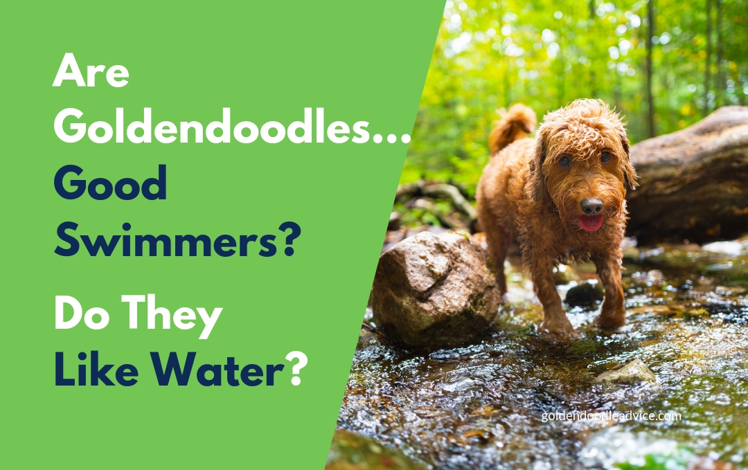 Can Goldendoodles Swim? Answered And Explained! 1
