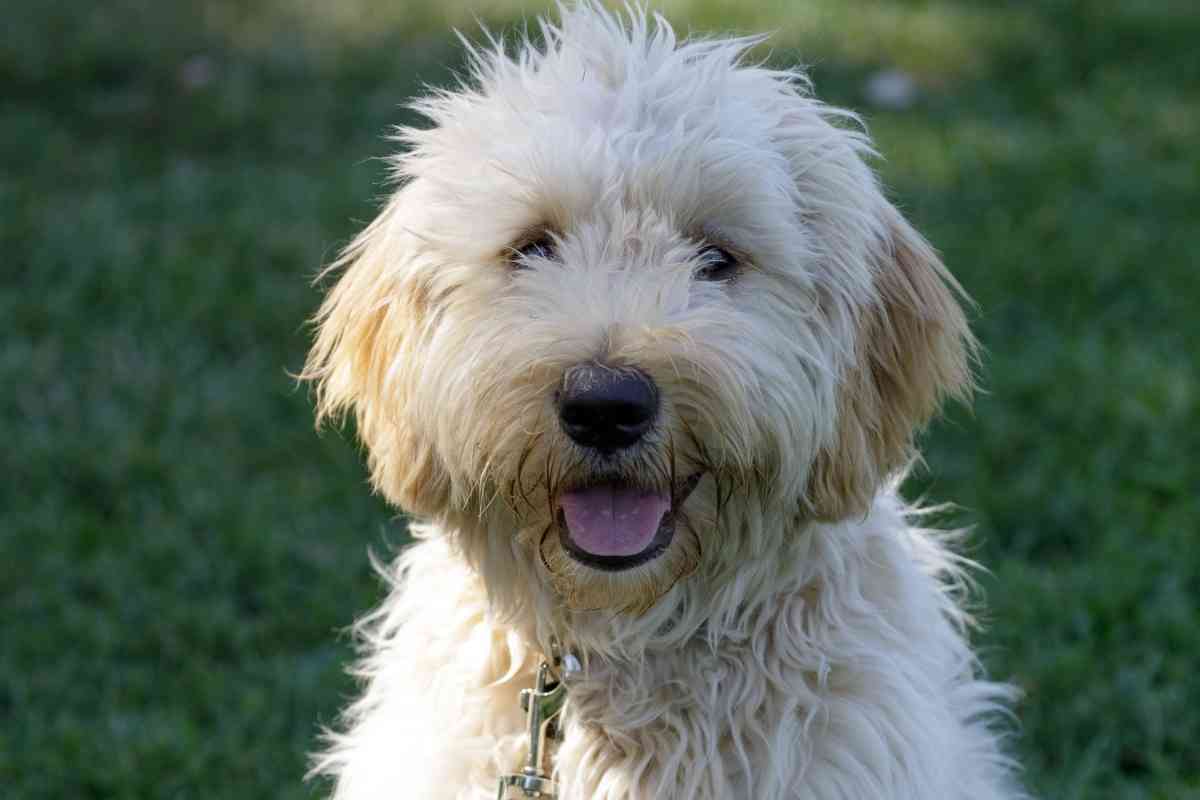 9 Calmest Poodle Mixes &Amp; How To Choose The Right One For You 3